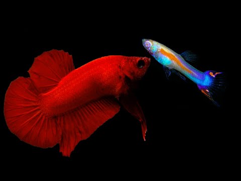 𝐋𝐢𝐯𝐢𝐧𝐠 𝐉𝐞𝐰𝐞𝐥𝐬 by Carlos Díez