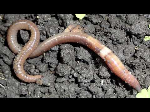 How to get rid of Asian jumping worms, the evil twin of earthworms