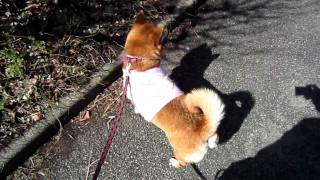らんちょ　横断歩道を渡る