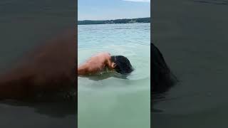 Me after i got my hair wet😂 | noelgoescrazy #shorts