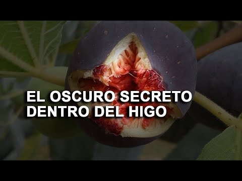 , title : 'El HIGO no es una fruta DESCUBRE EL OSCUR0 SECRET0 CON LAS AVISPAS'