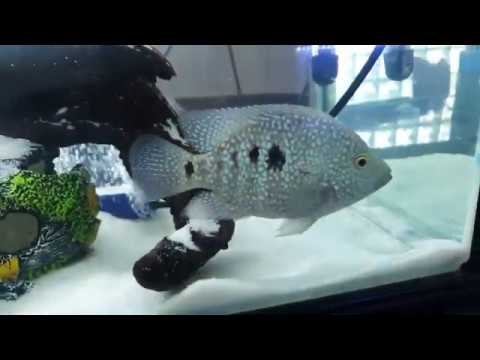 Texas Cichlid Care Guide Tank Setup Diet Breeding Texas Cichlid Care Guide Tank Setup Diet Breeding