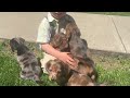 Miniature Dachshund dogs for sale: Copper - Video 1