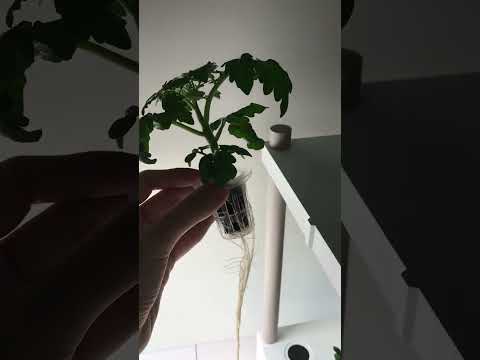 Grow cherry tomatoes hydroponically indoor - day 23 - Verda Garden on Kickstarter 4th Oct 2022