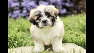 Video preview image #1 Zuchon Puppy For Sale in RONKS, PA, USA