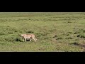 Very Intelligent Cheetah Pretends To Walk Past Impala Before The Chase Cheetah Safari Animals