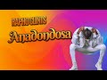 Raphoclints-  Anadondosa ( Official Audio)