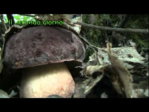 Trattamento nazionale di lyambliya Helminths che analisi