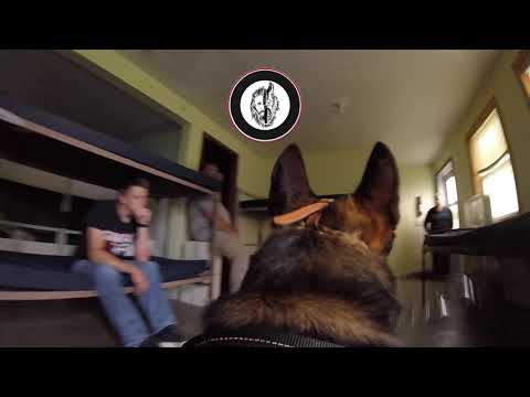 Active Shooter K9™ E1:3