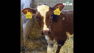 Système immunitaire