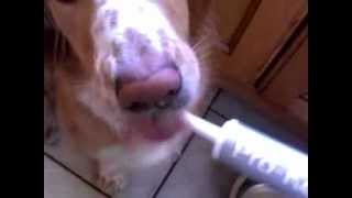 Maisie the dog loves Pro-Kolin+!