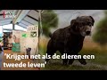 Dierenasiel Harmelen maakt boodschappentas van voerzak om geld op te halen | RTV Utrecht