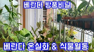 식물월동법 추천!! 베란다 방풍비닐, 베란다 월동, 베란다 온실로 만들기!!