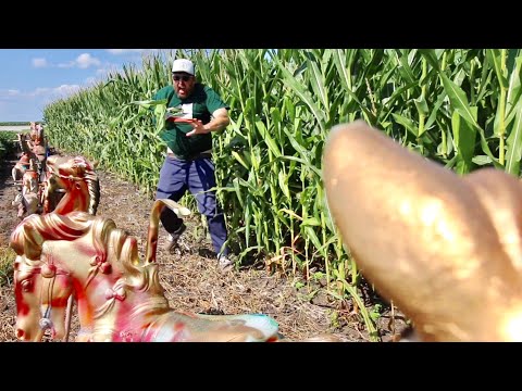 TDW 1866 - Weirdest Thing Left In Cornfield