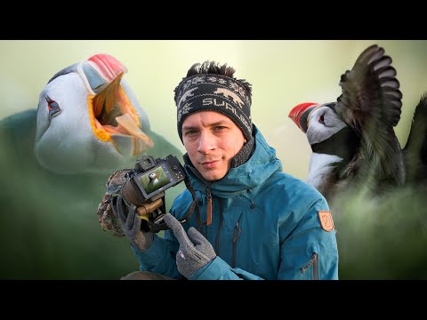 Ein Abend mit Papageientauchern! Norwegen Erleben.