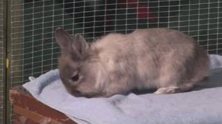 How To Know The Right Way To Pick Up Your Rabbit