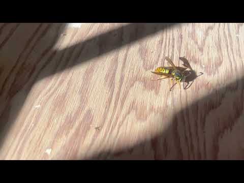 Queen Yellow Jacket Found in the Shed in...