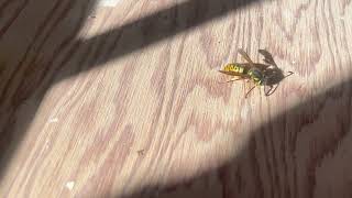 Watch video: Queen Yellow Jacket Found in the Shed in...