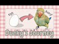Ducky S Growing Up Journey An Indian Ringneck From Egg To Bird