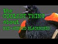 THE COOLEST THING  [ Red-winged Blackbird ]  #SHORTS