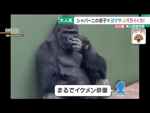 Kiyomasa Japanese news video thumbnail