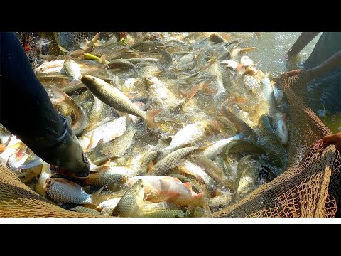 Best Cast Net Fishing Video - Most Satisfying Cast Net Fishing Video Catch Tons of Fish