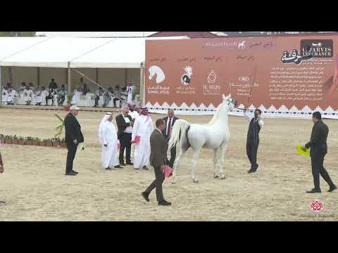 N 280 MARJAN AL ZOBAIR   The Turfah Arabian Horse Show 2023   Stallions 10+ Years Old Class 12