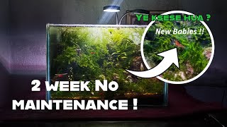 2 weeks ke liye Aquascaping Chor diya Or ye hua !!