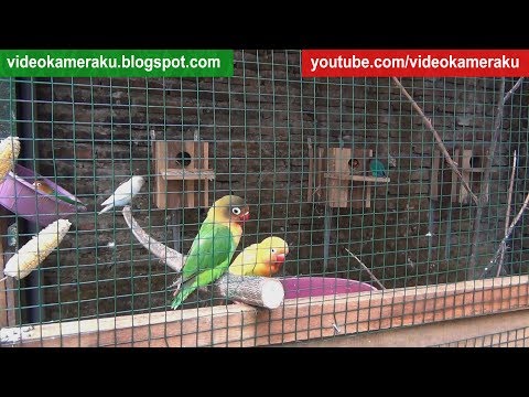 Lovebird Sounds 1 Hour High Quality Live Recording V4
