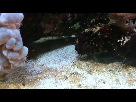 Warning if keeping sand gobies!