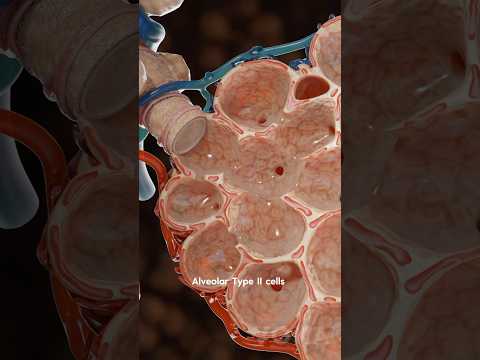Inside the lungs: The importance of alveoli - 3D visualization (part 2)