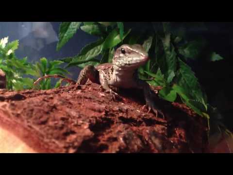 Green Ameiva Feeds on Large Cricket