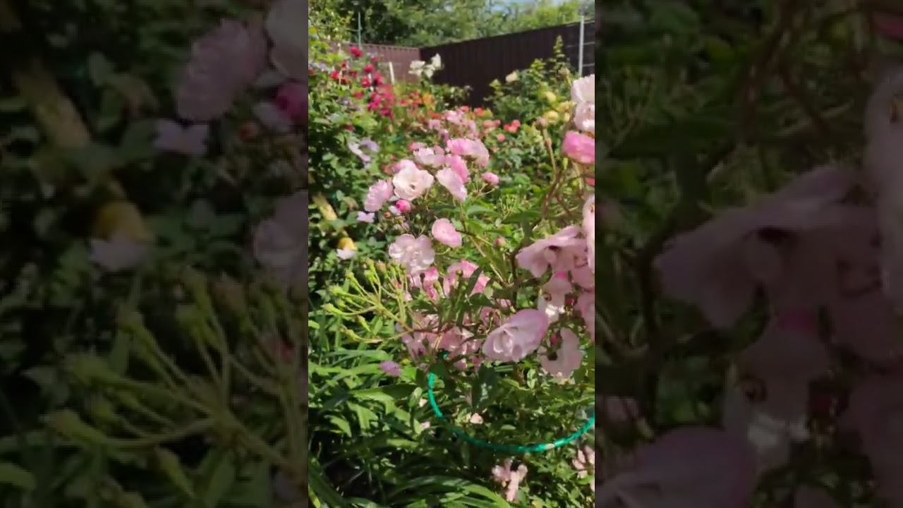 Роза Хевенли Пинк 🤩🌹🌹🌹