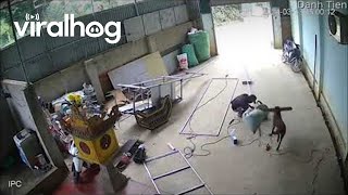 Dog Whacks Worker With Stick || ViralHog