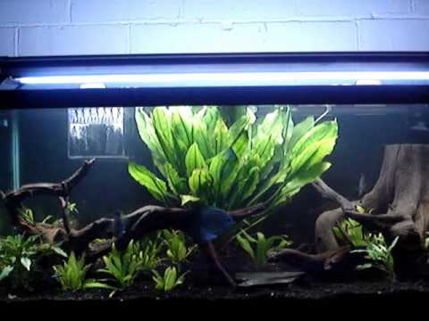 75 Gallon Planted Discus Aquarium