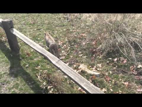 Bobcat in Sentinel Meadow, Yosemite National Park - Feb. 25, 2015