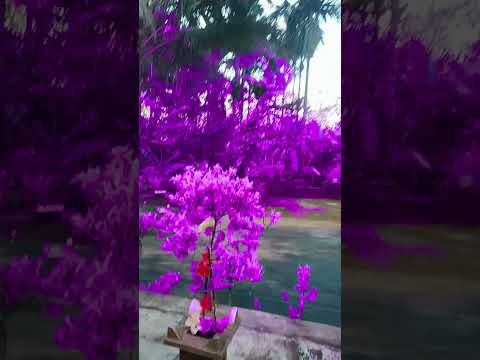 purple land 💜💜💜💜