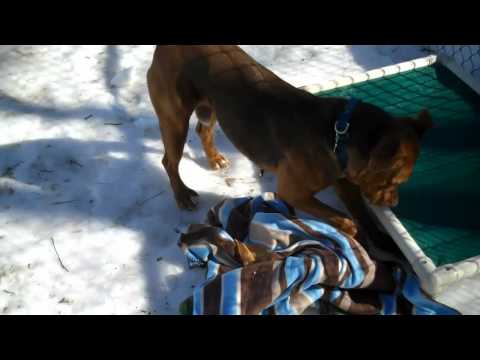 Reese: The Myth, The Man, The Dogggg