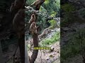 Cute Baby Monkey YoYo Monkey BiBi Monkey Monkey Banana Baby Monkey Best Monkey Moments