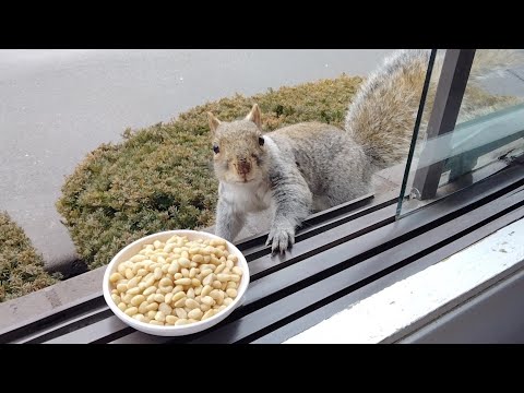 Squirrels' reactions to pine nuts