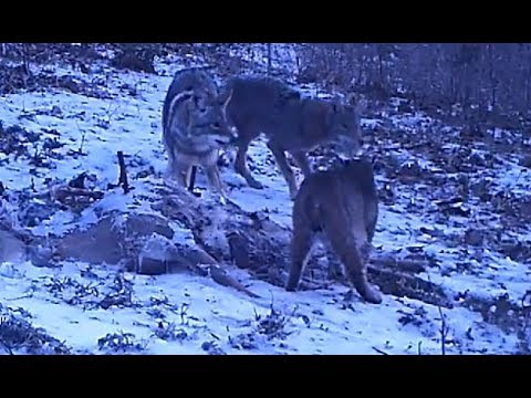 NC Wildlife Trail Cam Video: Bobcat Versus Coyote Standoff