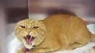 Katze im Tierheim rastet aus!!!!!!!! Katze im Tierheim rastet aus!!!!!!!!