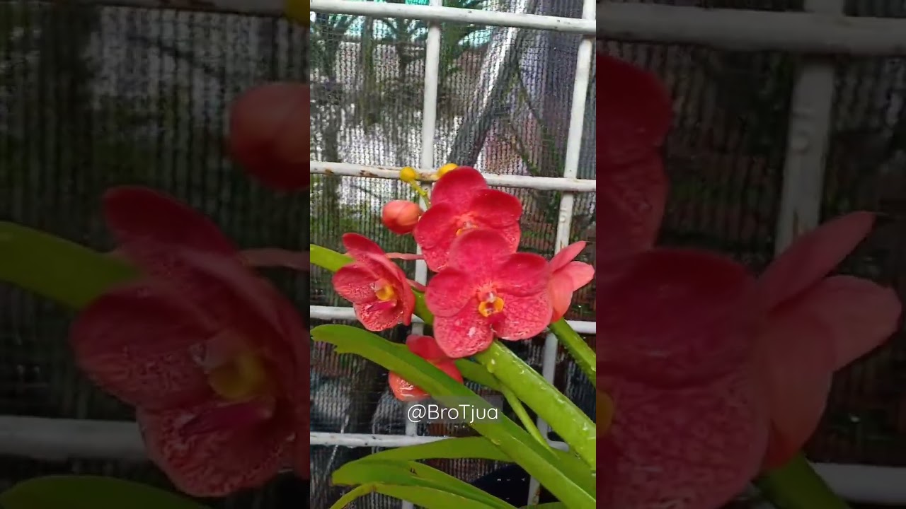 Vanda Boonyarit Red