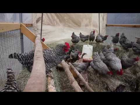 Building a straw bale Chicken Coop?!?