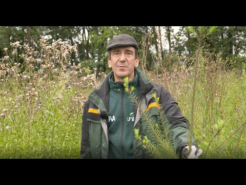 Das Blatt wenden: Alternativbaumarten