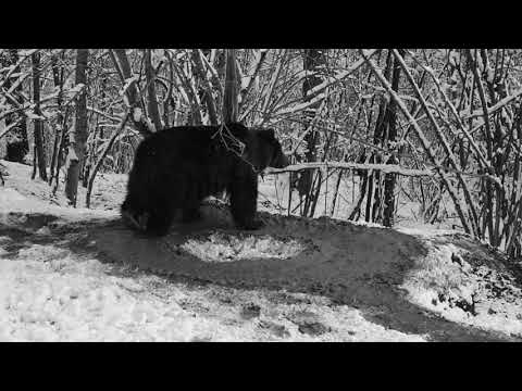 Abused Zoo Bear Still Circles In Imaginary Cage 7 Years After Being Freed