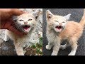 Poor Angry Kitten Meowing Loudly And Screaming Because So Hungry Cats Meowing