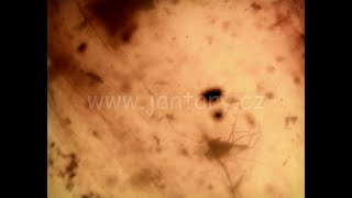 Druhohorní jantar z Myanmaru BJ-6