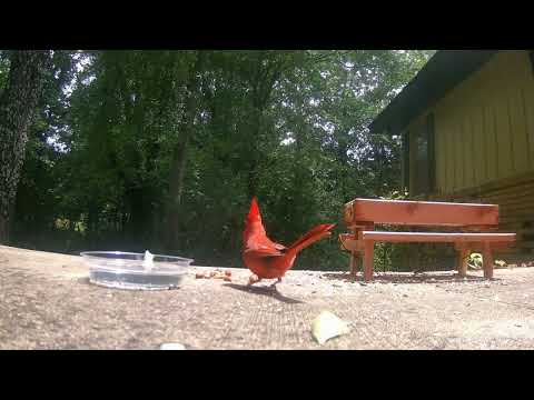 Quick Closeup of cardinal -  found the nuts - privacy please