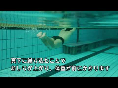 コリアス・アルファカリエンシス © Entomart.ins